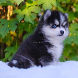 North - Black and white male Pomsky puppy in Boca Raton, Florida from Cardinal Point Pomskies