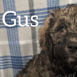Girl 2 - Labradoodle puppy in Buckingham, Illinois from Naturally Special Doodles