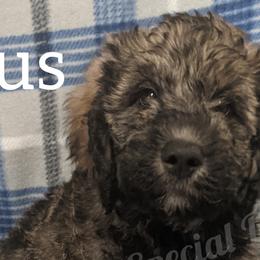 Girl 2 - Labradoodle puppy in Buckingham, Illinois from Naturally Special Doodles