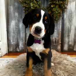 Gracie - Black, white and red female Greater Swiss Mountain Dog puppy in Chester, Illinois from Hilltop Swissys