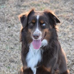 Luka - Miniature American Shepherd