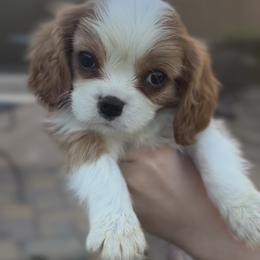 Clover - Blenheim male Cavalier King Charles Spaniel puppy in New River, Arizona from Catella Cavaliers and Cavapoos