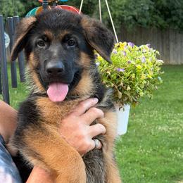 Duncan - Black and red male German Shepherd puppy in Harvard, Illinois from Aus Dem Meer German Shepherds