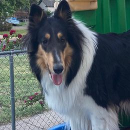 Athena - Collie