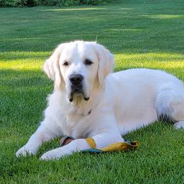 Finley - Golden Retriever