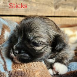 Sticks - Brindle female Lhasa Apso puppy in Jefferson, New York from Absolute Lhasa Love
