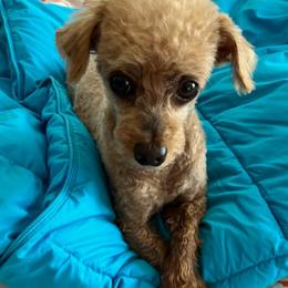 Paddington - Poodle