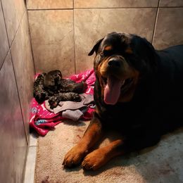 Cora - Rottweiler