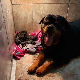 Cora - Rottweiler