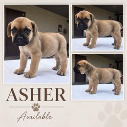 Asher - Fawn male Cane Corso puppy in Elkhart, Indiana from Martins Almighty Cane Corsos