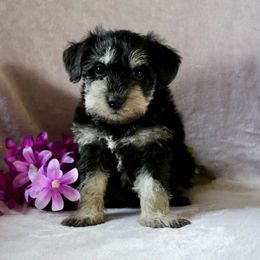 Miniature Schnauzer and Poodle Puppies from Schaible Schnauzers