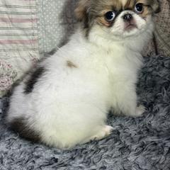 Sable girl - Sable and white female Japanese Chin puppy in Salem, Oregon from Chinnychinchinofsalem
