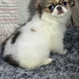 Sable girl - Sable and white female Japanese Chin puppy in Salem, Oregon from Chinnychinchinofsalem