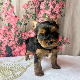 2400 Sophie - Black and tan female Yorkshire Terrier puppy in Douglas, Georgia from South Georgia Yorkies and Biewers