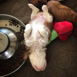 Cavalier King Charles Spaniel Puppies from Seaborne Cavalier King Charles Spaniels