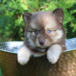 Poppy - Red and white female Pomsky puppy in Missouri from Husky Hill Kennel