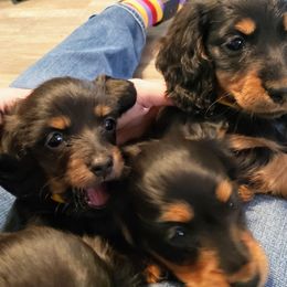 Dachshunds from OzO Dachshunds
