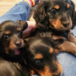 Dachshunds from OzO Dachshunds