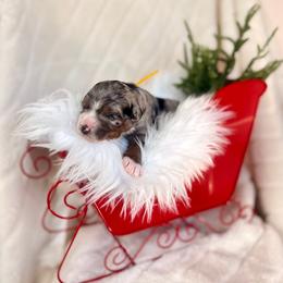 Ridge - Blue merle male Bernedoodle puppy in Buda, Illinois from Hamilton Farm Doodles