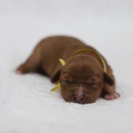 Miss Yellow Collar - Red female Cavapoo puppy in Springtown, Texas from North Texas Puppies