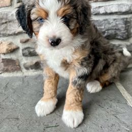 Assorted Doodle Crosses, Aussiedoodle, and Goldendoodle Puppies from Skyridge Doodles