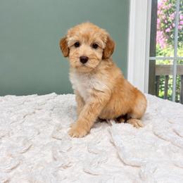 Genevieve - Caramel female Labradoodle puppy in Springfield, Ohio from Dawson & Daryn's Royal Companions