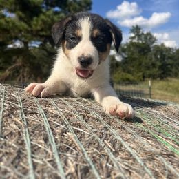 Male - yellow collar - Tri-color male Border Collie puppy in Annona, Texas from Maddie’s Border Collies