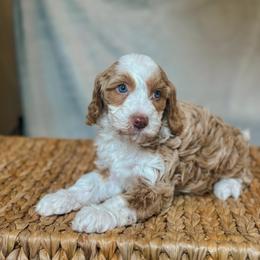 Cracker Jack - Red female Bernedoodle puppy in Jackson, Missouri from Pincksten Family Doodles