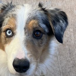 Ripple - Australian Shepherd