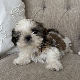 Shih Tzu puppies from Happy Hour Shih Tzus