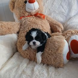Jaxson - Brindle and white male Shih Tzu puppy in Brodnax, Virginia from KBs Shih Tzu Babies