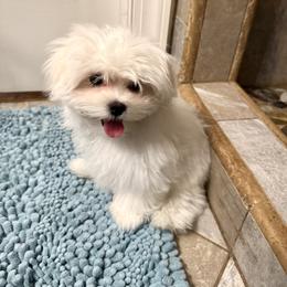 Small Male (Blue collar) - White male Maltese puppy in Trinity, Alabama from Tina's Maltese