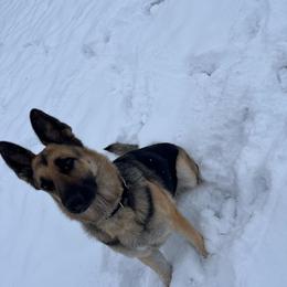 Luna - German Shepherd