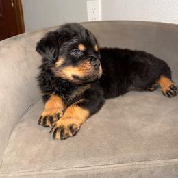 Red boy - Black and mahogany male Rottweiler puppy in Auburn, California from VHF