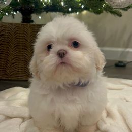 Female 1 - White female Shih Tzu puppy in Needville, Texas from Precious Moments Shih Tzu