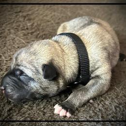 Black - Brindle male Anatolian Shepherd Dog puppy in Clark, Wyoming from Fyne Acres