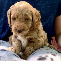 Goldendoodle Puppies from Fort Worth Goldendoodles