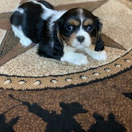 Australian Shepherd and Cavalier King Charles Spaniel Puppies from Spectacular Aussies and Cavaliers