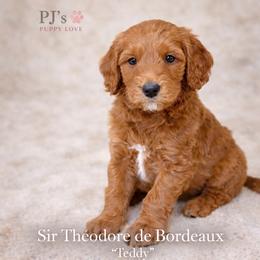 Prince Theodore du Bordeaux (Teddy) - Red  male Goldendoodle puppy in Bountiful, Utah from PJs Puppy Love