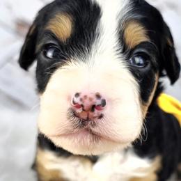 Aussiedoodles, Australian Mountain Doodles, French Bulldogs, and Poodles from The Kindred K9