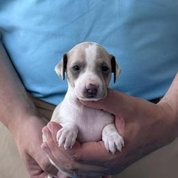 Girl 2 - Blue fawn female Italian Greyhound puppy in Sugar Valley, Georgia from Pinnacle Farm and Kennel
