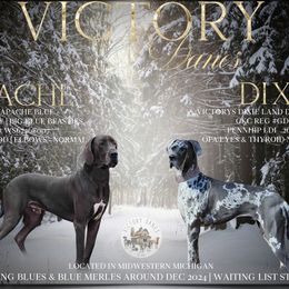 Great Dane puppies from Victory Danes