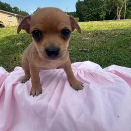 Dallas - Red female Chihuahua puppy in Scranton, South Carolina from The Magnolia Pawlor, LLC