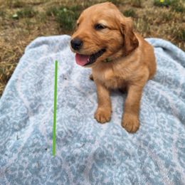 Whiskey - Dark golden male Golden Retriever puppy in Tenino, Washington from Oak River Goldens'