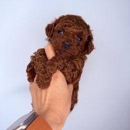 Boy - Red  male Poodle puppy in Marietta, Georgia from Toy Poodles by Iryna