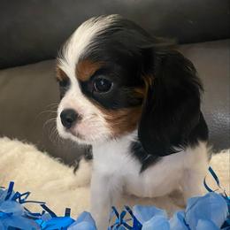 Boy 2 - Tri-color male Cavalier King Charles Spaniel puppy in Mesa, Arizona from Bubble-ishous Cavaliers, Cavapoos and Portadoodles