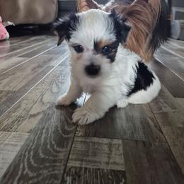 Charlie - Parti male Yorkshire Terrier puppy in Yadkinville, North Carolina from Yadkinyorkies&Morkies