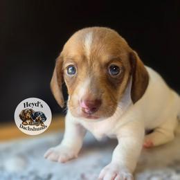 Rabbit - Piebald male Dachshund puppy in Hoquiam, Washington from Heyd's Mini Dachshunds