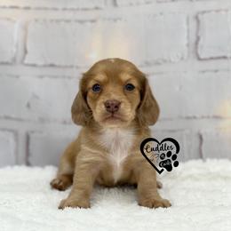 Mia - Red female Dachshund puppy in Nashville, Arkansas from Cuddles n Curls