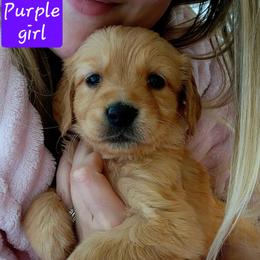 Purple girl - Dark golden female Golden Retriever puppy in Post Falls, Idaho from River Heights Golden Retrievers